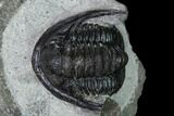 Bargain, Cornuproetus Trilobite Fossil - Issoumour, Morocco #165883-1